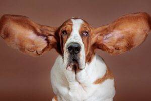 Love Your Appearance: Otoplasty Explained featured image