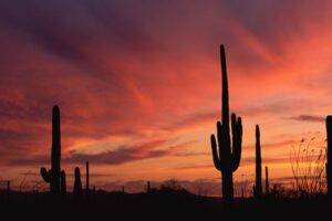 The Impact of Phoenix’s Extreme Dry Heat on Sinuses featured image