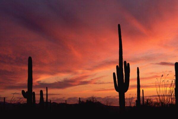 The Impact of Phoenix’s Extreme Dry Heat on Sinuses featured image